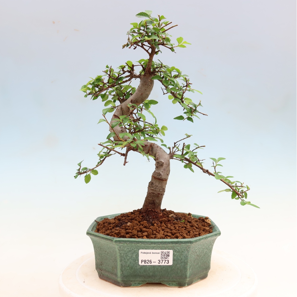Pokojová bonsai - Ulmus parvifolia - Malolistý jilm