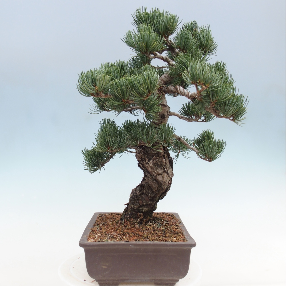 Venkovní bonsai - Pinus parviflora - Borovice drobnokvětá