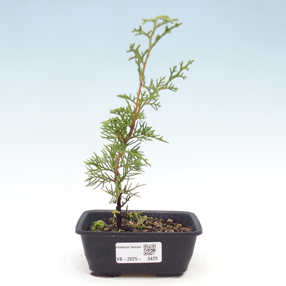 Venkovní bonsai - Juniperus chinensis Itoigawa -Jalovec čínský