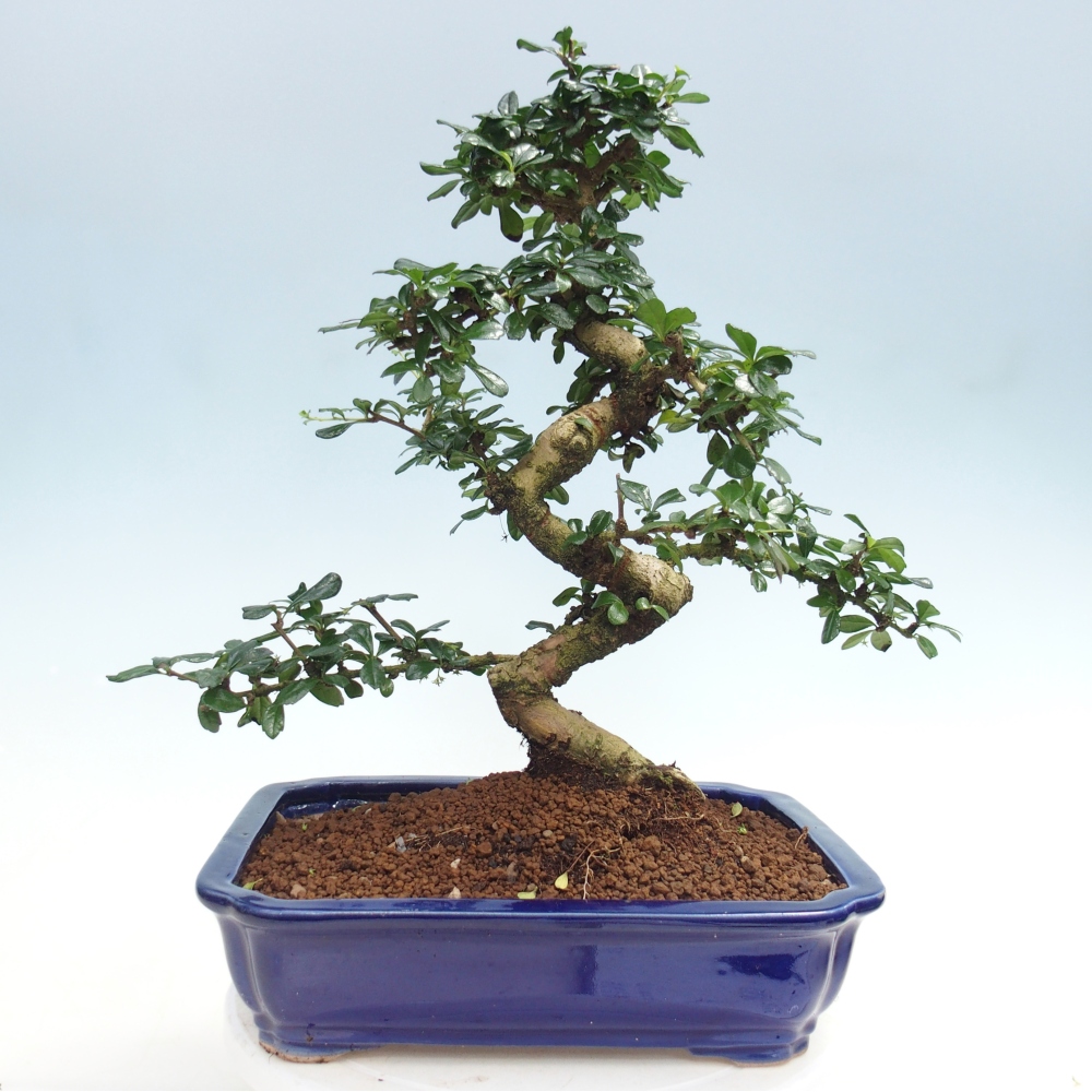 Pokojová bonsai - Carmona macrophylla - Čaj fuki