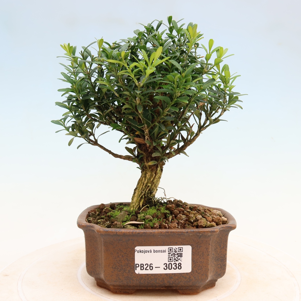 Pokojová bonsai - Buxus harlandii -korkový buxus