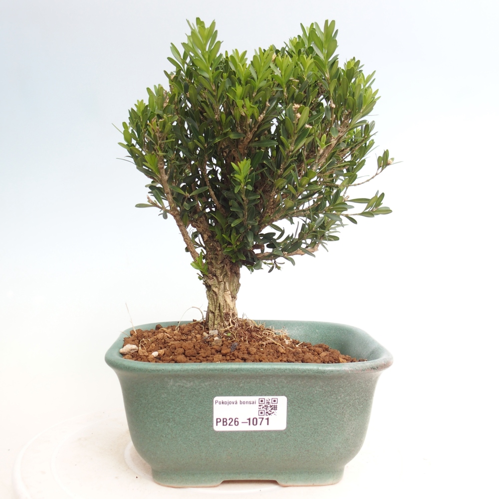 Pokojová bonsai - Buxus harlandii - korkový buxus