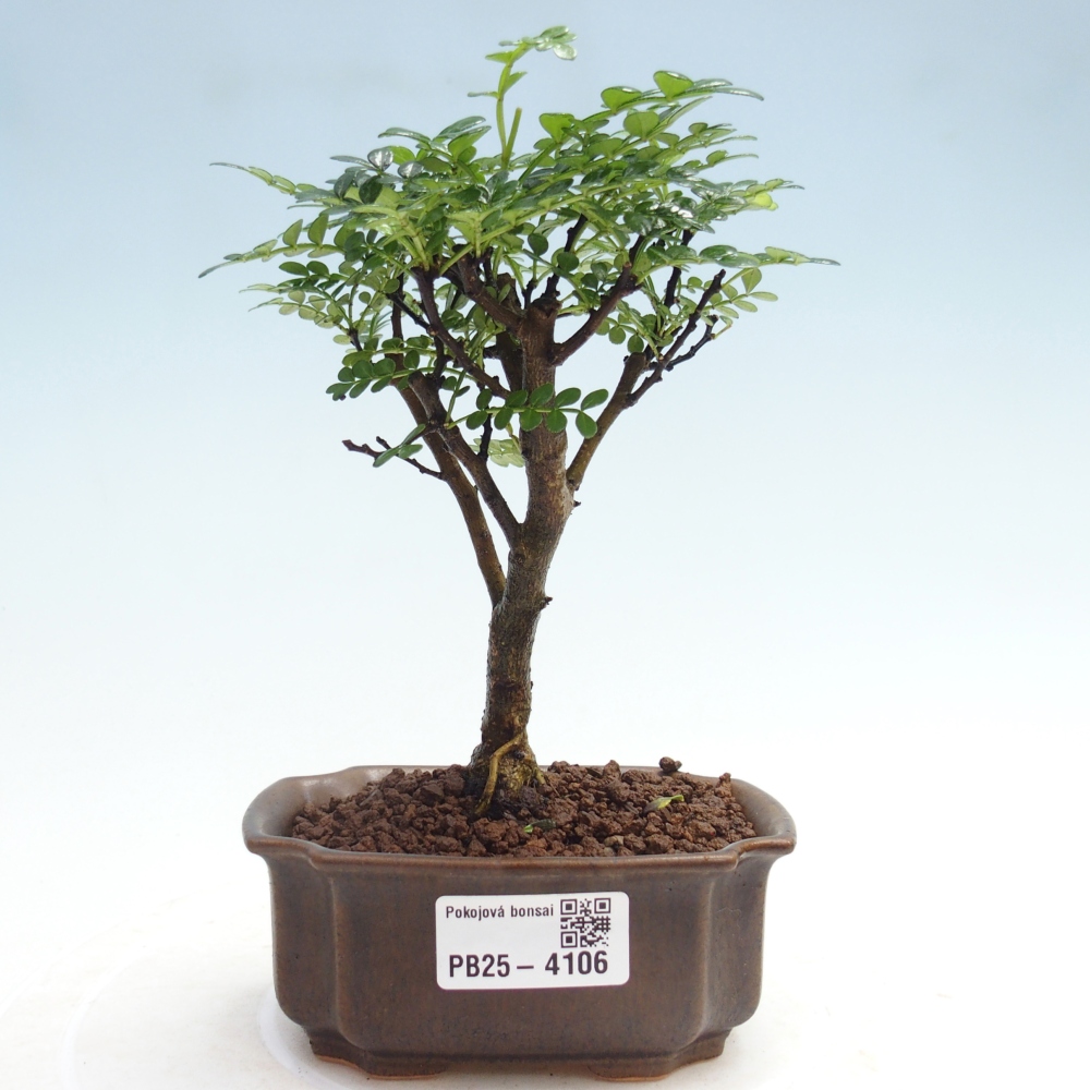Pokojová bonsai - Zantoxylum piperitum - Pepřovník 