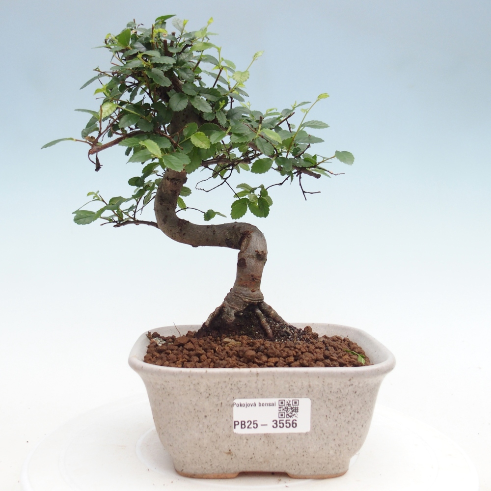 Pokojová bonsai - Ulmus parvifolia - Malolistý jilm