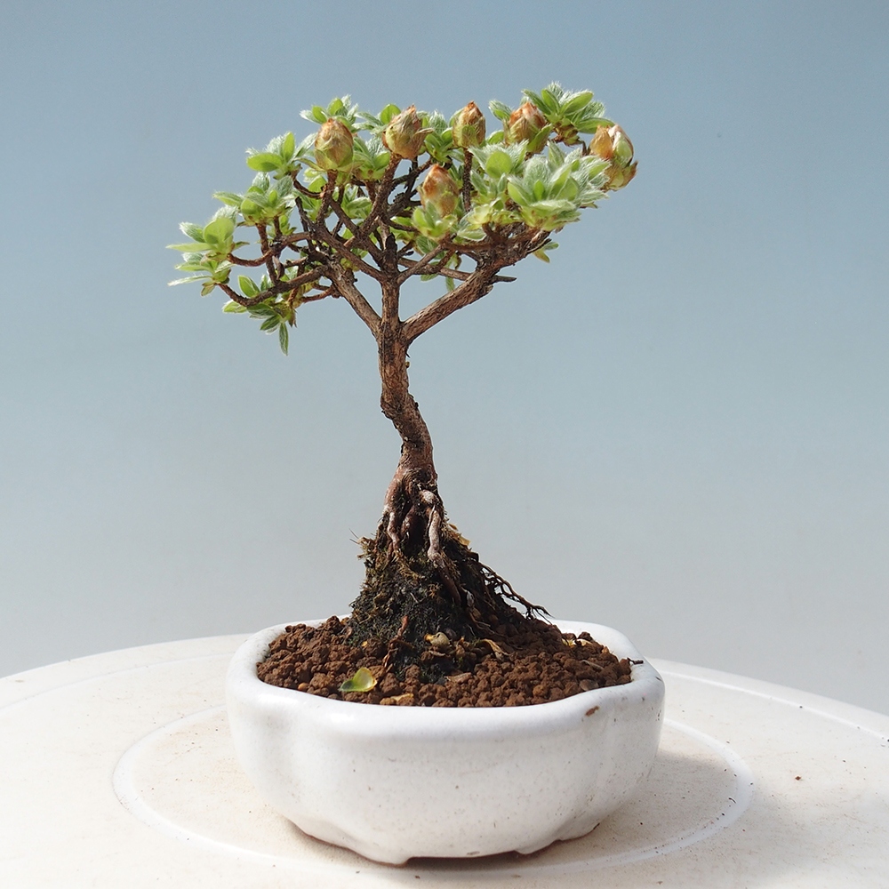 Venkovní bonsai - Rhododendron indicum - Japonská azalka