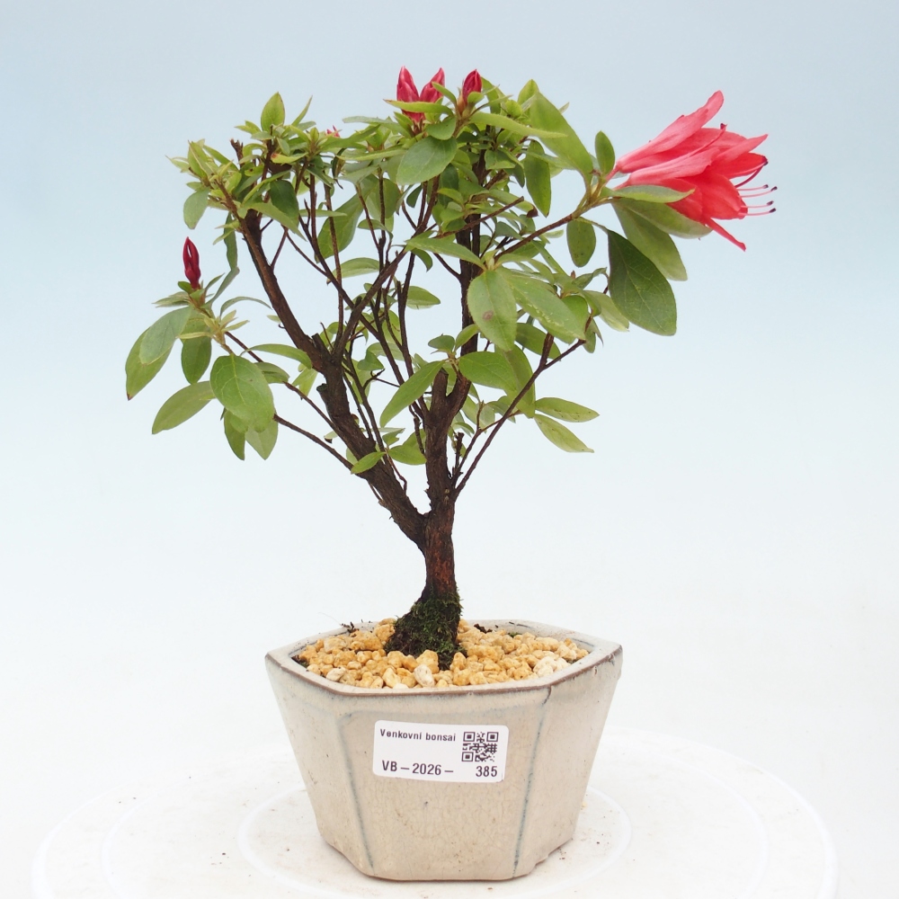 Venkovní bonsai - Japonská azalka - Azalea sp.
