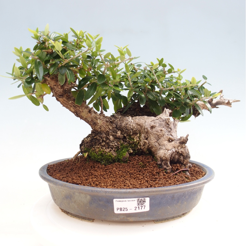 Pokojová bonsai - Olea europaea sylvestris -Oliva evropská drobnolistá