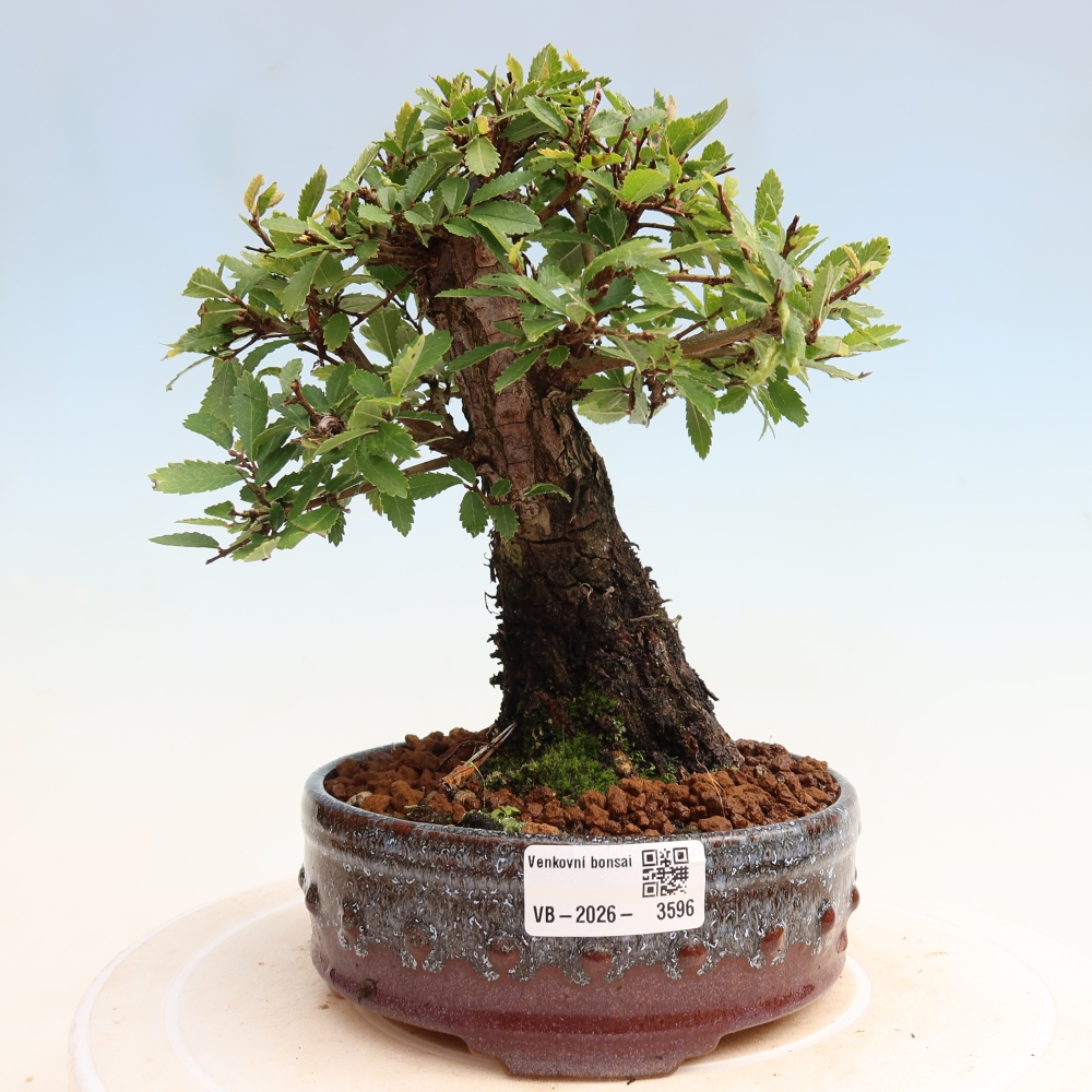 Venkovní bonsai - Zelkova - Zelkova NIRE