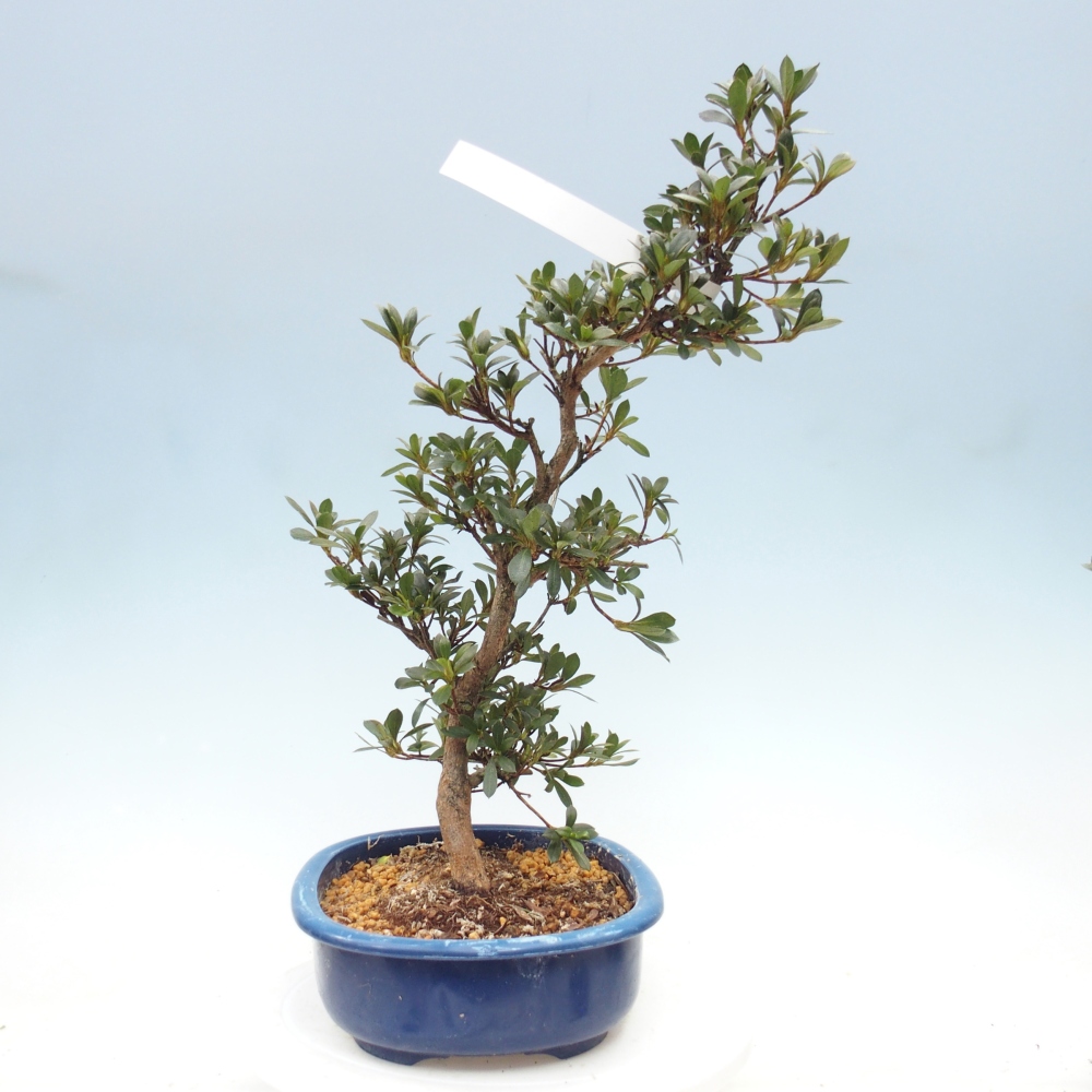 Venkovní bonsai - Japonská azalka - Azalea Yoko