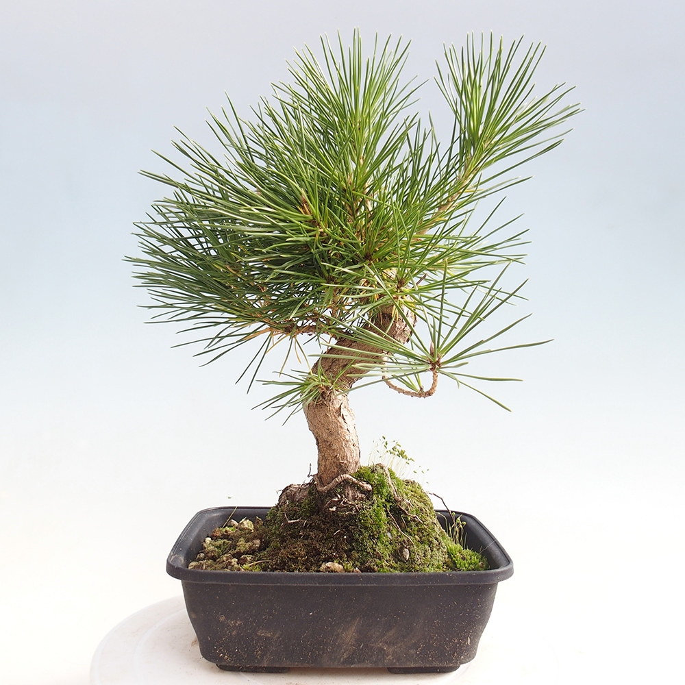 Venkovní bonsai - Pinus thunbergii - Borovice thunbergova