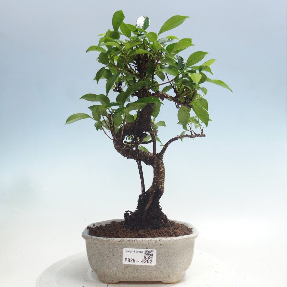 Pokojová bonsai - Ficus retusa -  malolistý fíkus