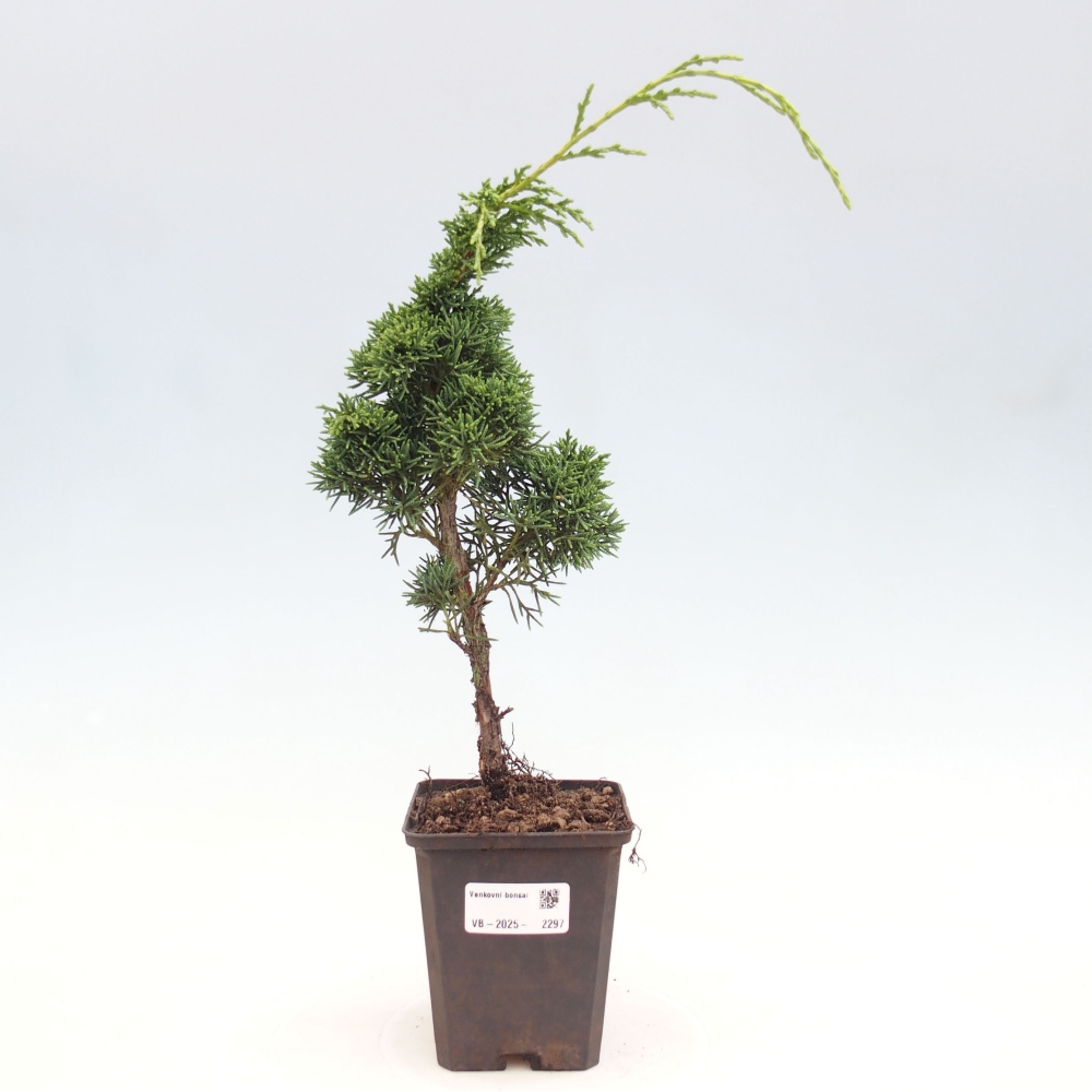 Venkovní bonsai - Juniperus chinensis Kishu -Jalovec čínský