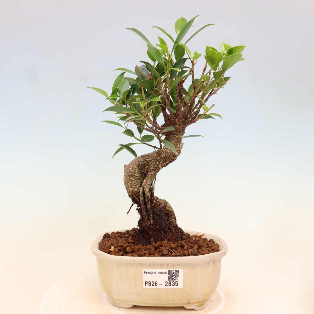 Pokojová bonsai - Ficus kimmen -  malolistý fíkus