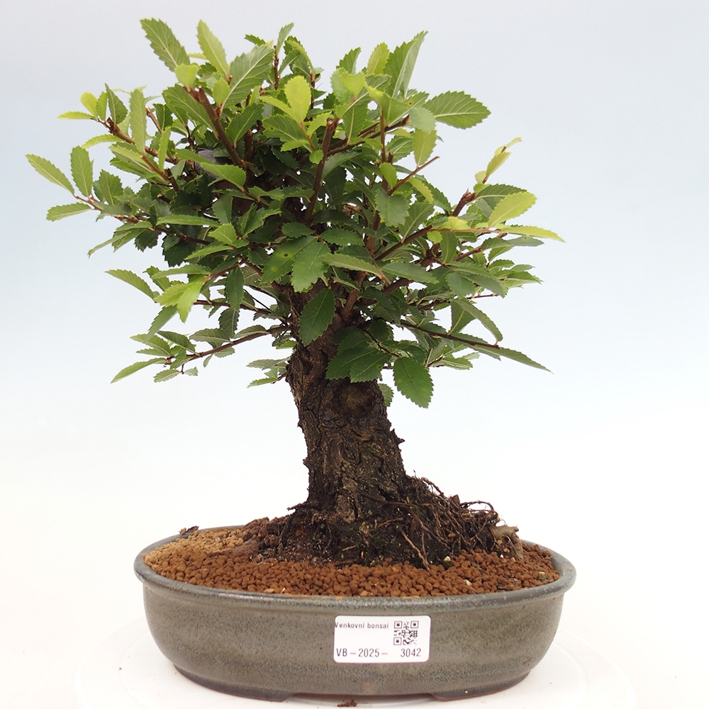 Venkovní bonsai - Zelkova - Zelkova NIRE