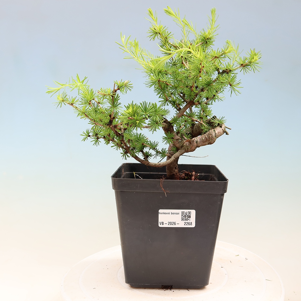 Venkovní bonsai -Larix decidua - Modřín opadavý 