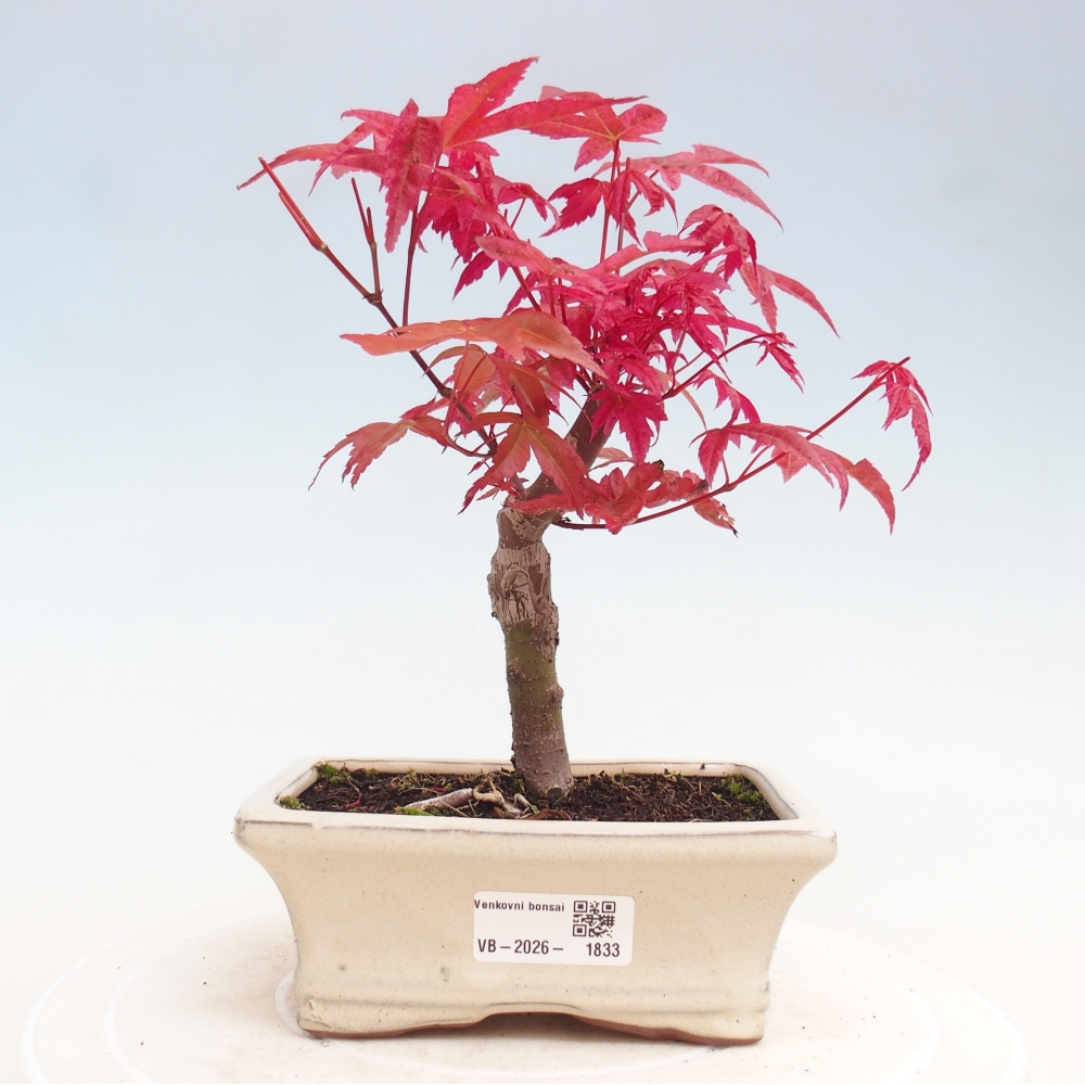 Venkovní bonsai - Javor dlanitolistý - Acer palmatum DESHOJO