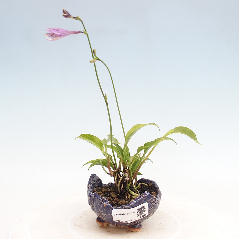 Venkovní bonsai - Mini Hosta - Bohyška