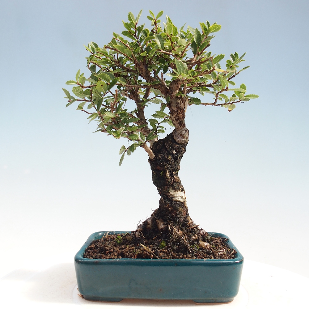 Venkovní bonsai - Zelkova - Zelkova NIRE