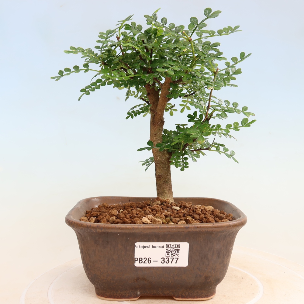 Pokojová bonsai - Zantoxylum piperitum - Pepřovník