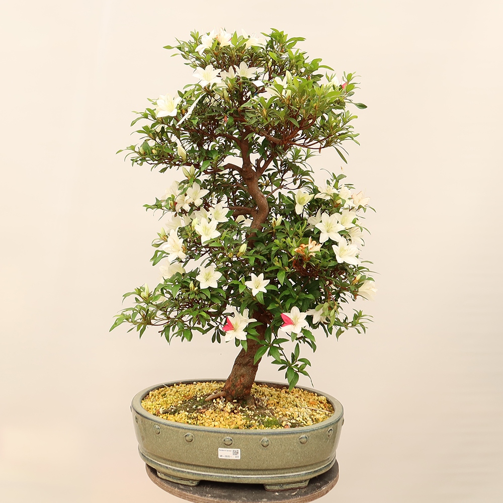 Venkovní bonsai - Japonská azalka - Azalea Chihiro