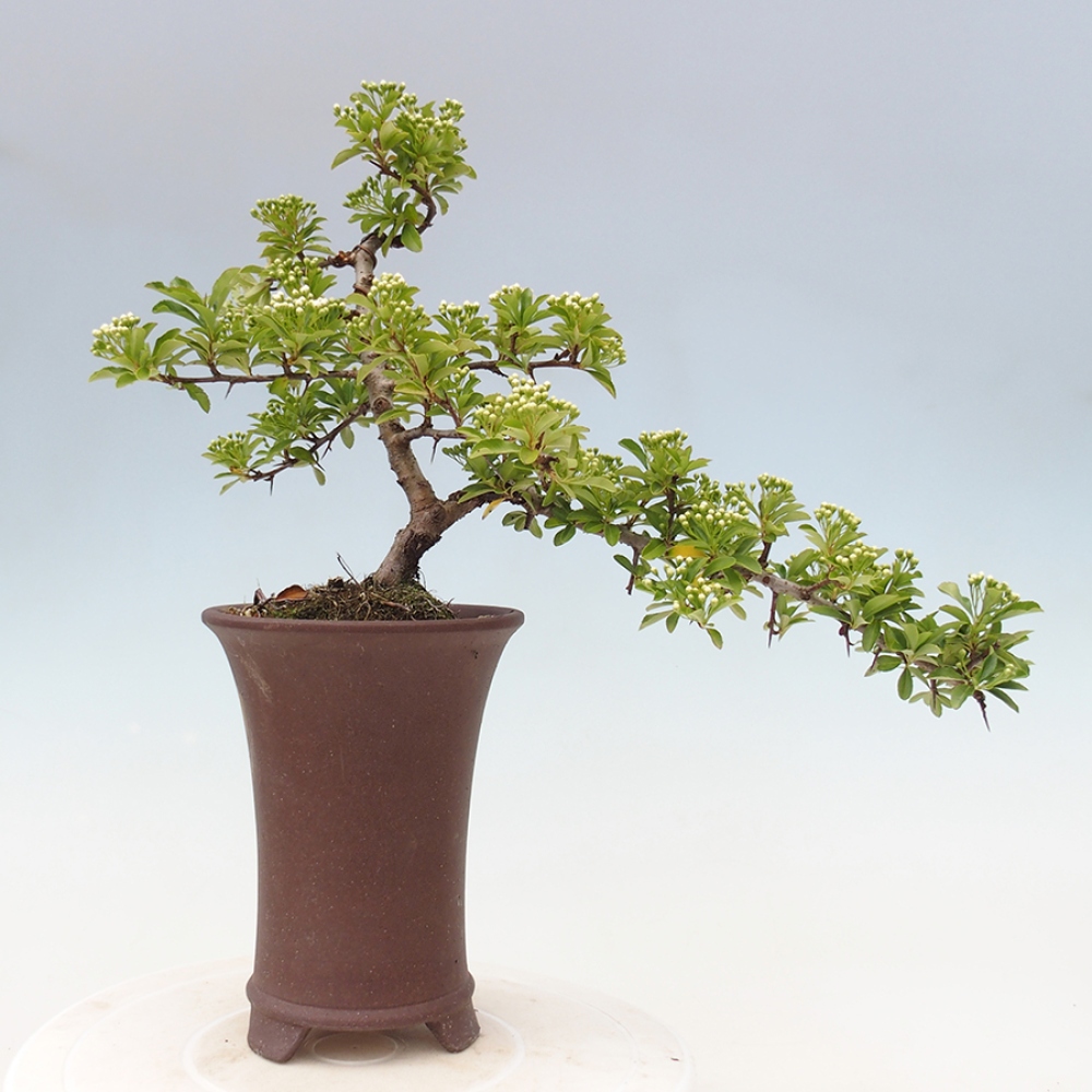 Venkovní bonsai-Pyracanta Teton -Hlohyně