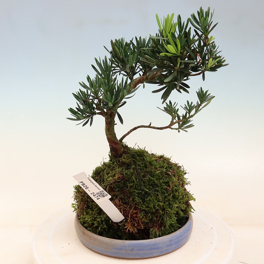 Kokedama s podmiskou -Podocarpus - Kamenný tis
