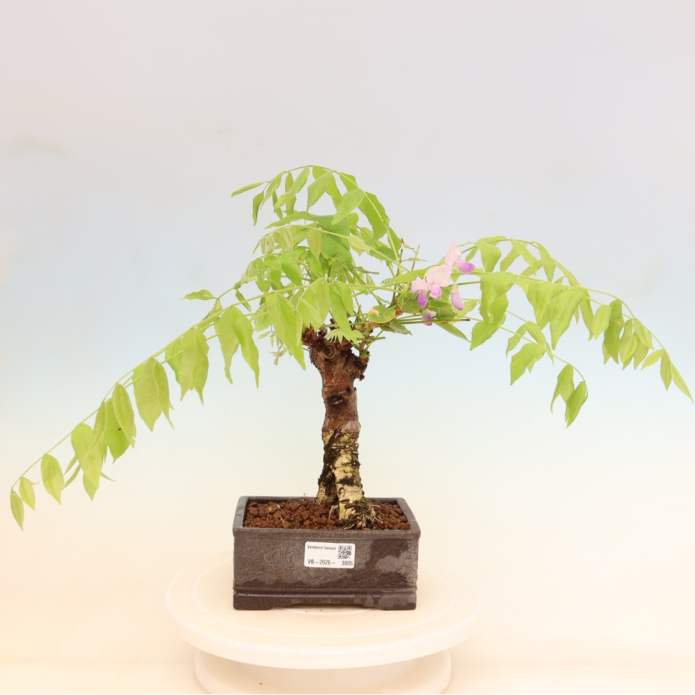 Venkovní bonsai - Vistarie květnatá - Wisteria floribunda