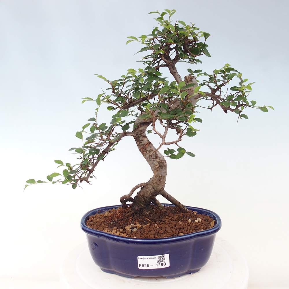 Pokojová bonsai - Ulmus parvifolia - Malolistý jilm