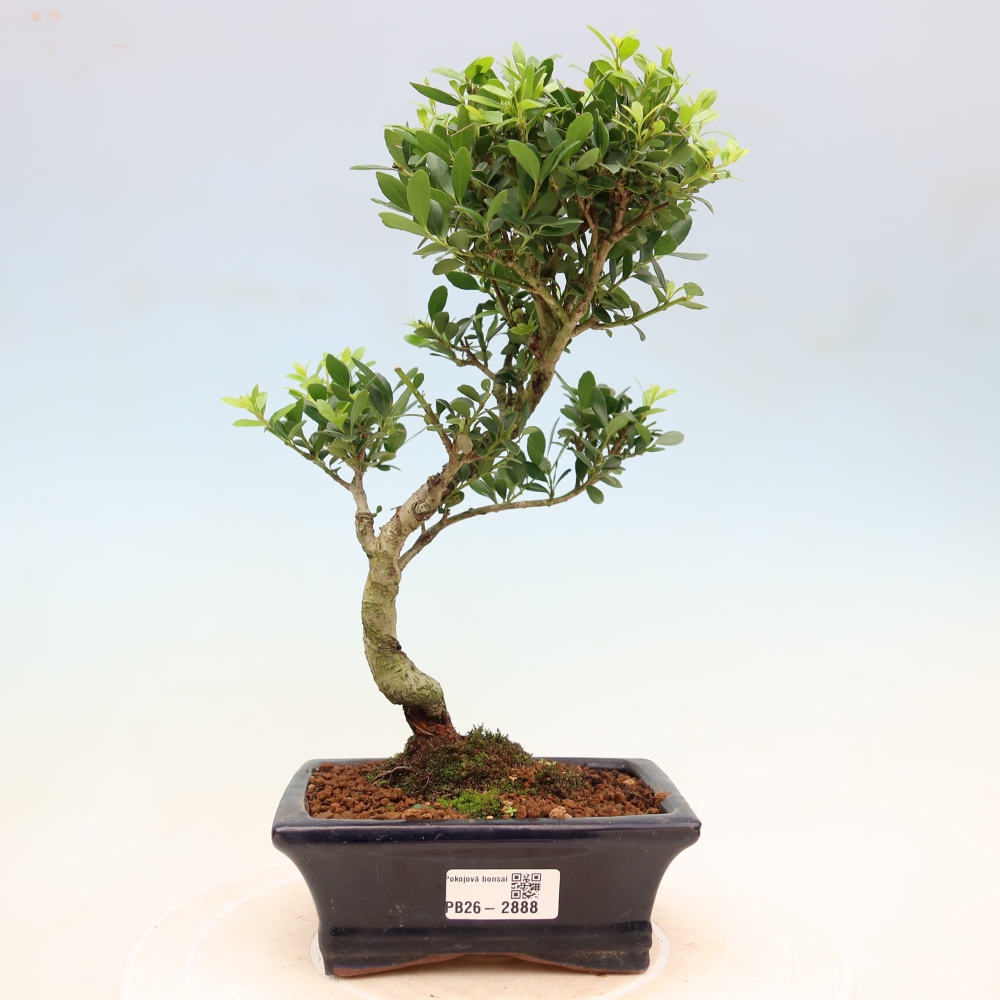 Pokojová bonsai - Ilex crenata - Cesmína