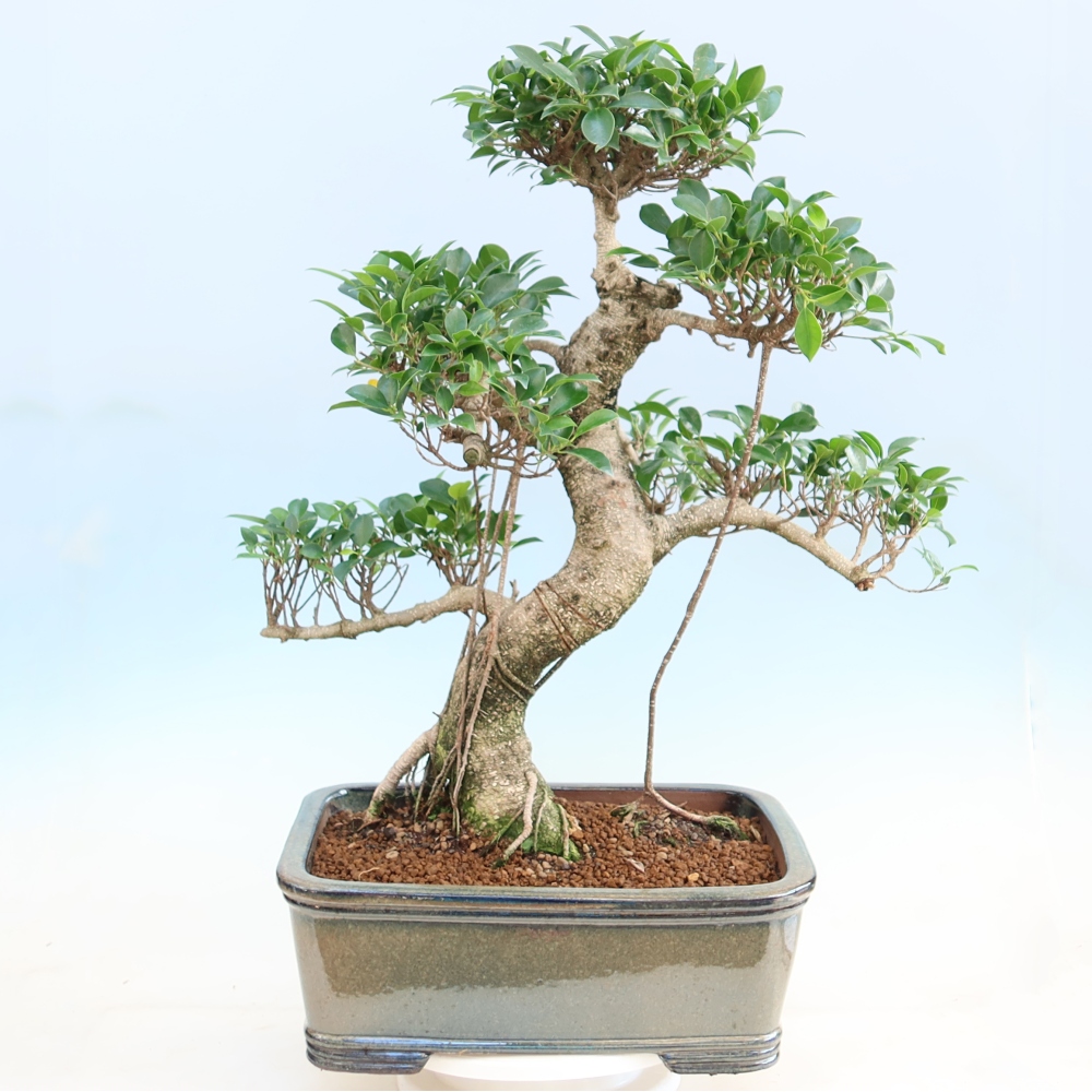 Pokojová bonsai - Ficus kimmen -  malolistý fíkus