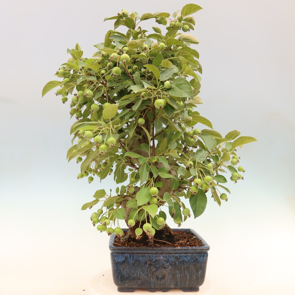 Venkovní bonsai -Malus halliana - Maloplodá jabloň