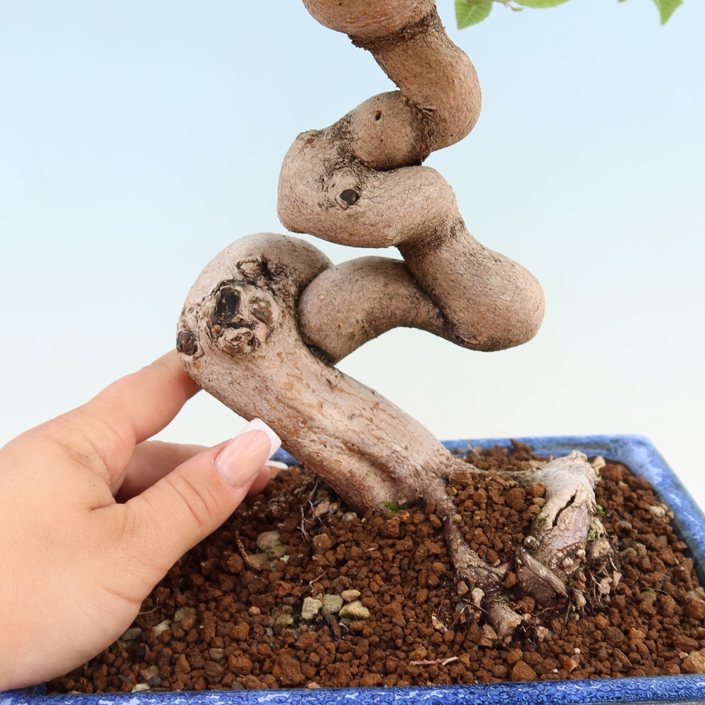 Venkovní bonsai -Carpinus coreana - Habr korejský