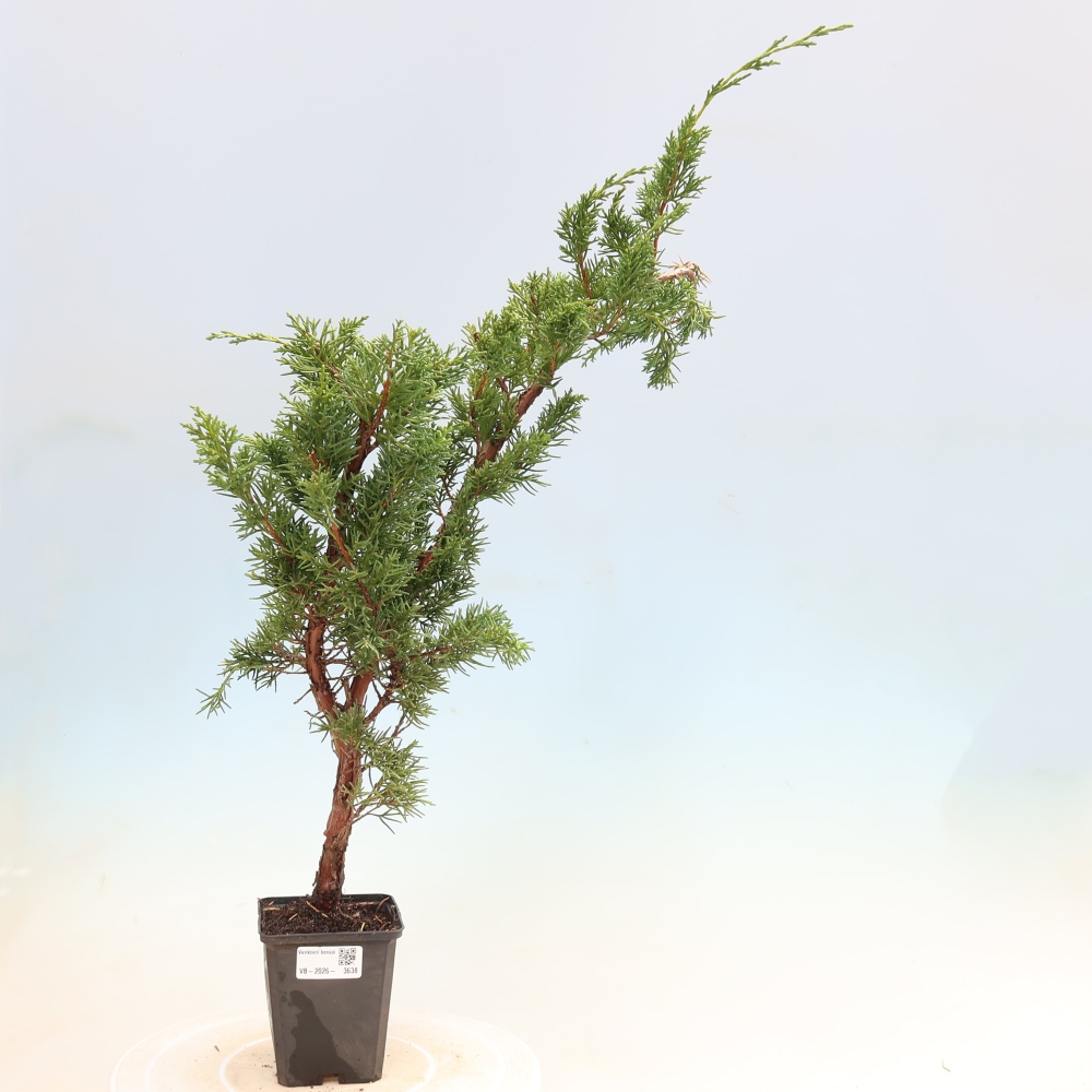 Venkovní bonsai - Juniperus chinensis Kishu -Jalovec čínský