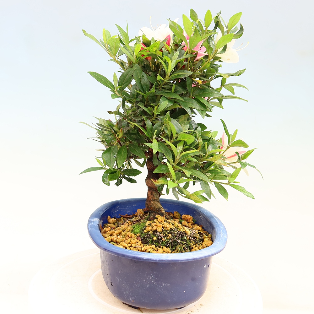 Venkovní bonsai - Japonská azalka - Azalea CHIHIRO