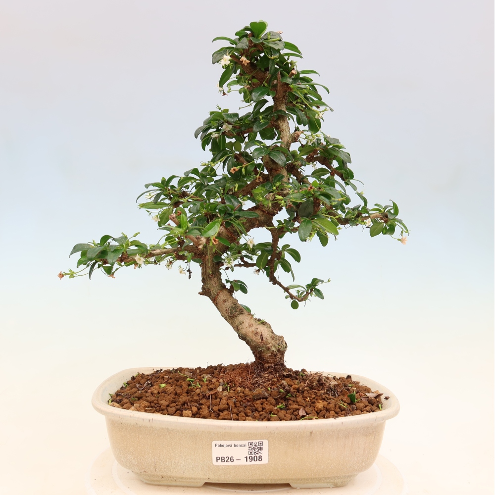 Pokojová bonsai - Carmona macrophylla - Čaj fuki
