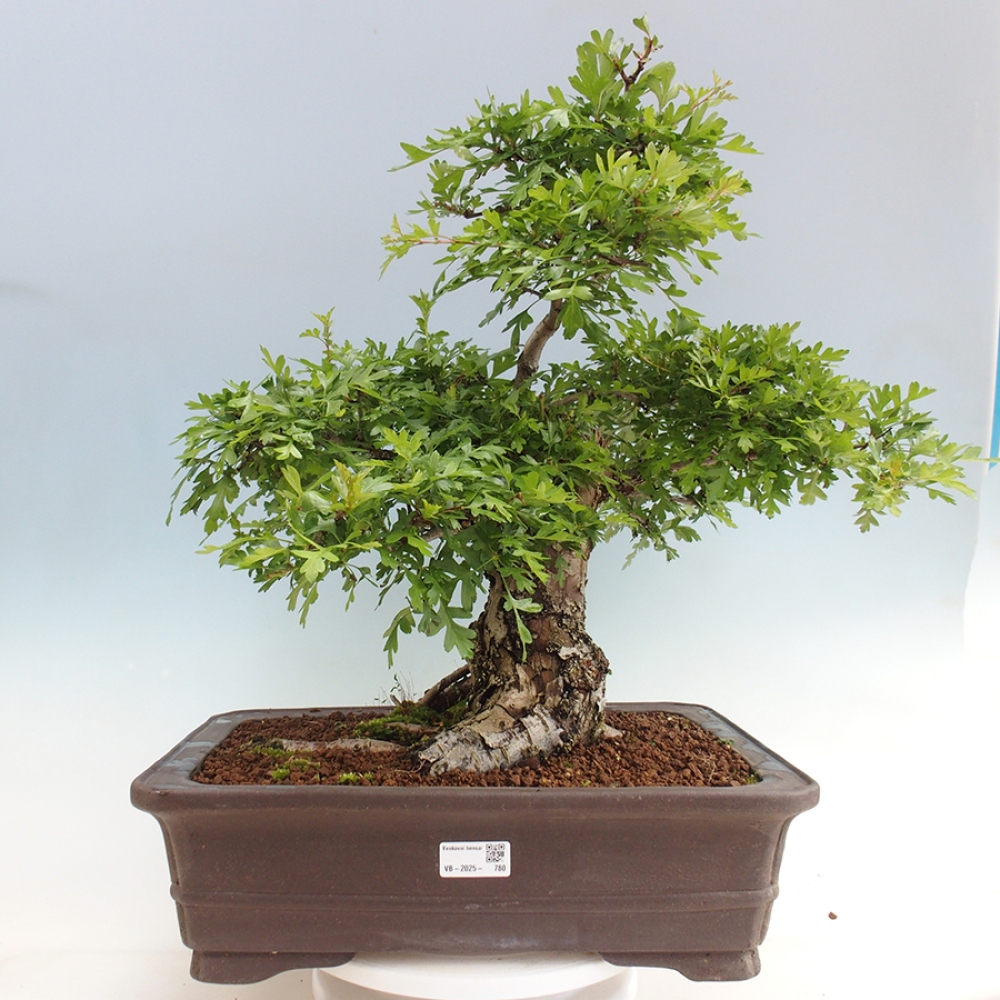 Venkovní bonsai - Hloh - Crataegus monogyna