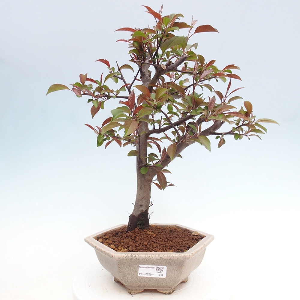 Venkovní bonsai -Malus domestica - Maloplodá jabloň červenolistá