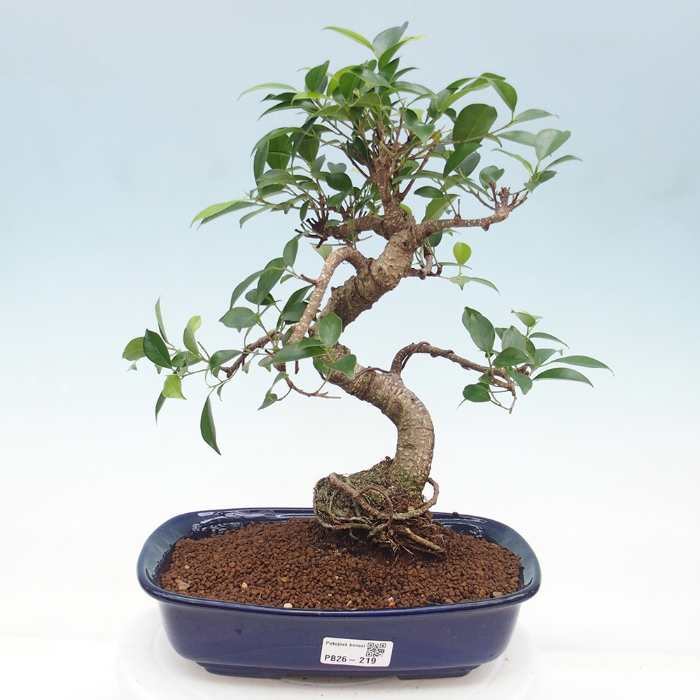 Pokojová bonsai - Ficus retusa -  malolistý fíkus 
