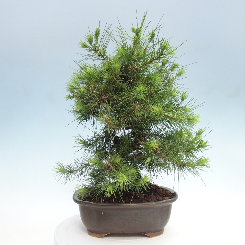 Pokojová bonsai-Pinus halepensis-Borovice alepská