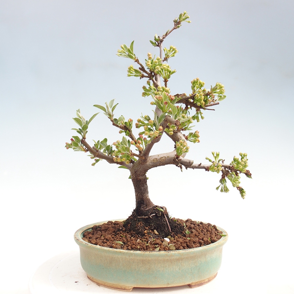Venkovní bonsai - Malus sargentii -  Maloplodá jabloň