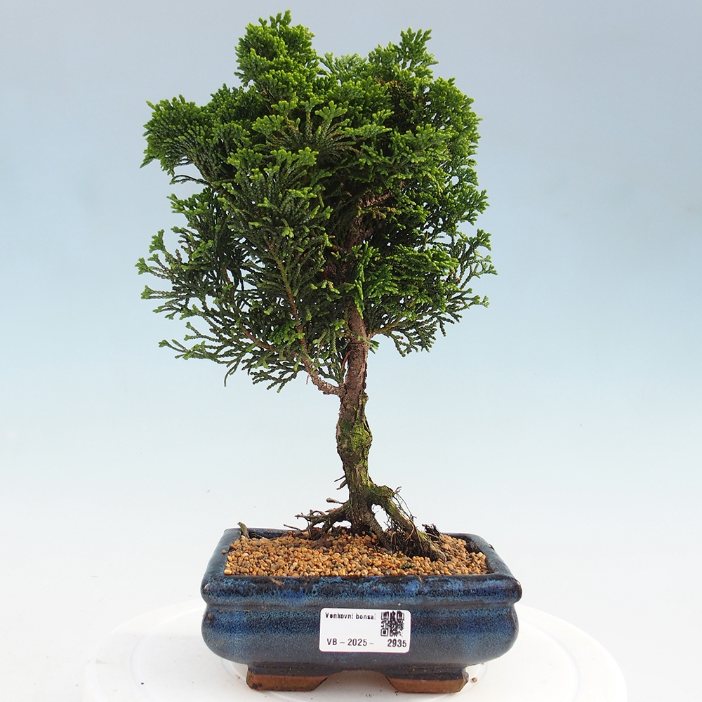 Venkovní bonsai - Cham.pis obtusa Nana Gracilis - Cypřišek