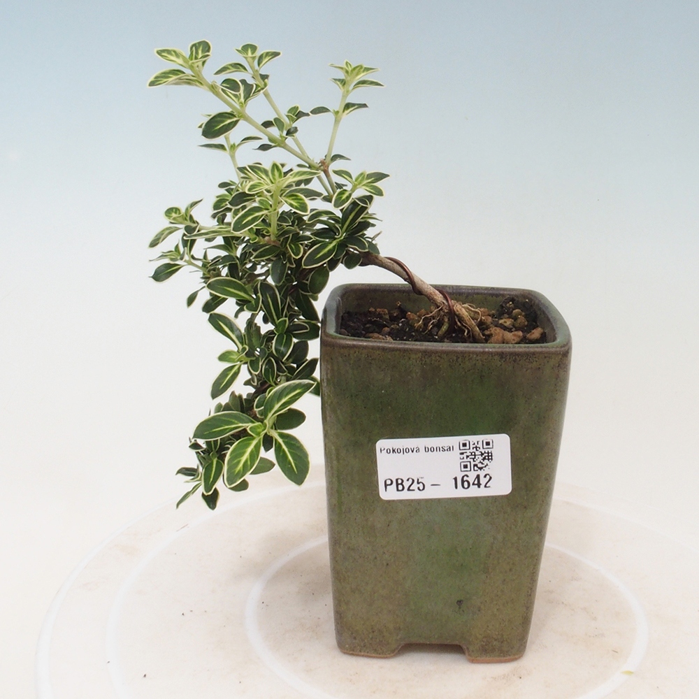 Pokojová bonsai - Serissa foetida Variegata - Strom tisíce hvězd