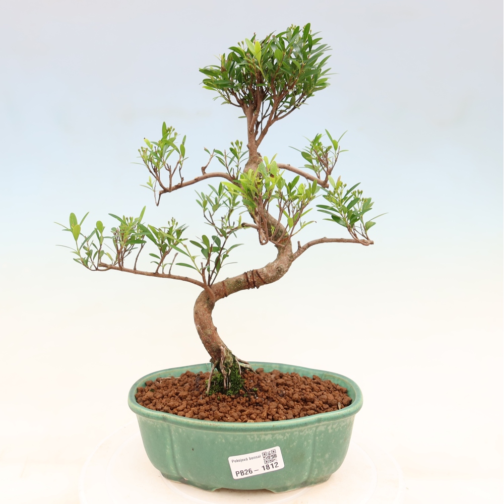 Pokojová bonsai - Syzygium - Pimentovník