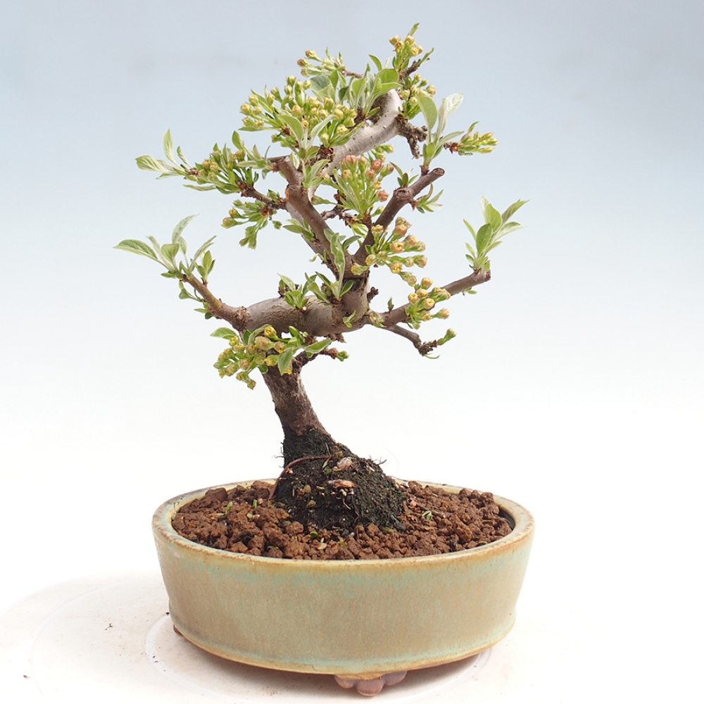 Venkovní bonsai - Malus sargentii -  Maloplodá jabloň