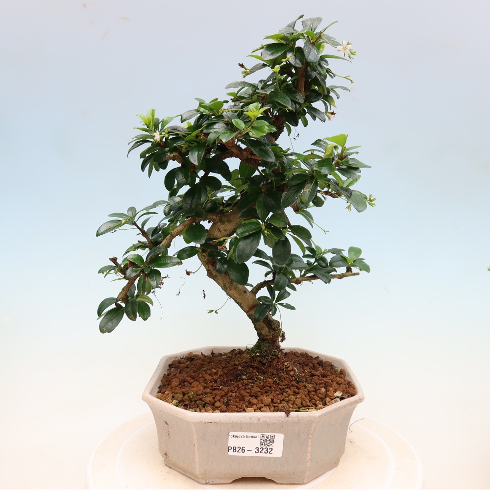 Pokojová bonsai - Carmona macrophylla - Čaj fuki