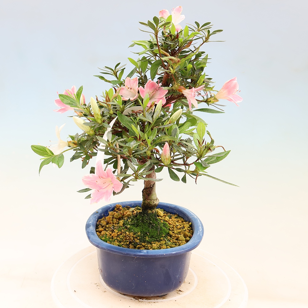 Venkovní bonsai - Japonská azalka - Azalea Senhime