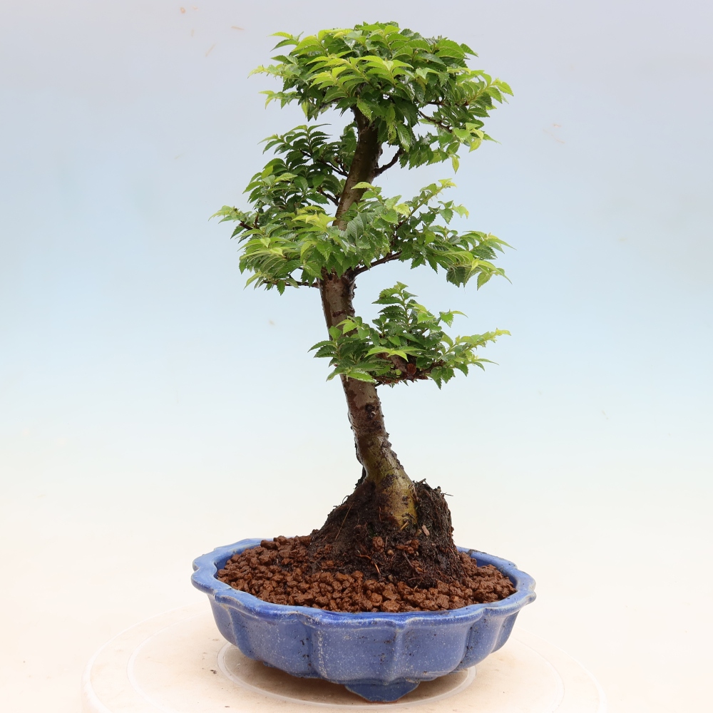 Venkovní bonsai - Ulmus Jacqueline Hillier - Jilm nádherný