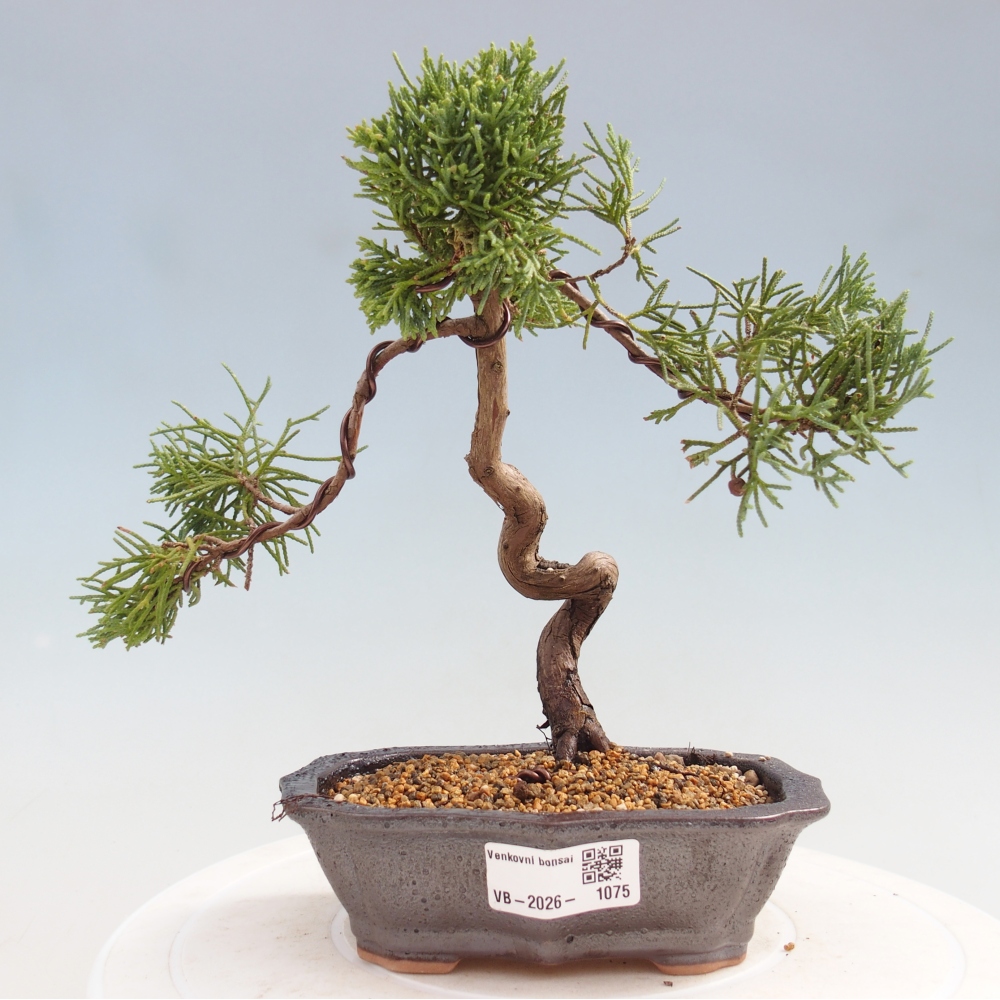 Venkovní bonsai - Juniperus chinensis Kishu -Jalovec čínský