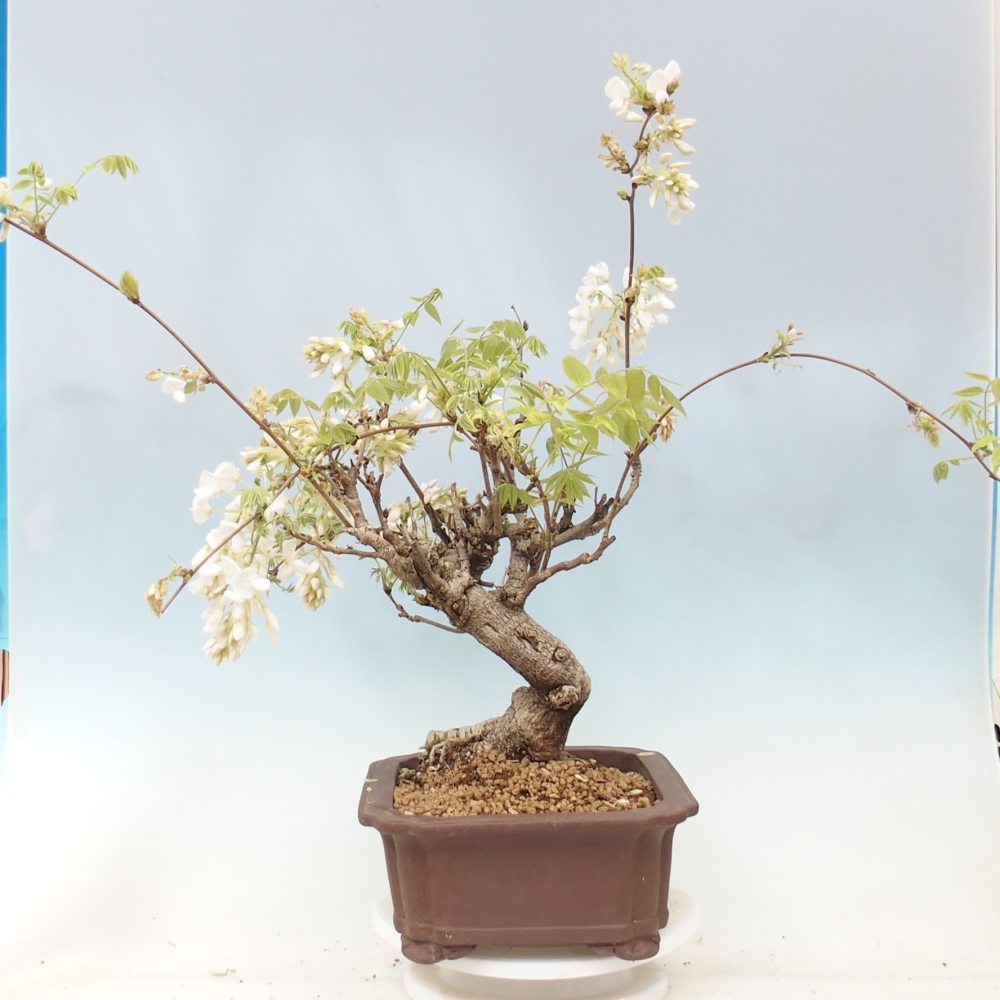Venkovní bonsai - Vistarie  - Wisteria 