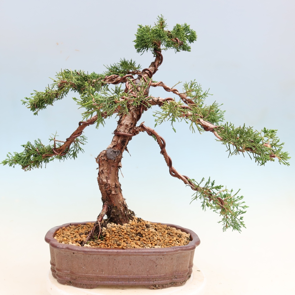 Venkovní bonsai - Juniperus chinensis Kishu -Jalovec čínský